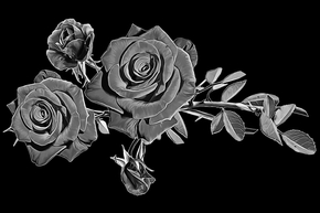Розы темные - картинки для гравировки